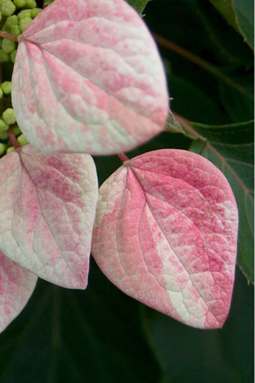  Rose Sensation Pink Climbing Hydrangea Vine - 1 Gallon Pot