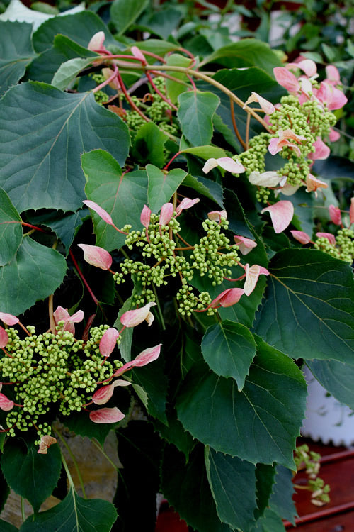  Rose Sensation Pink Climbing Hydrangea Vine - 3 Gallon Pot