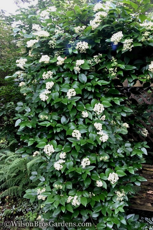  Climbing Hydrangea - Decumaria Barbara - 3 Gallon Pot