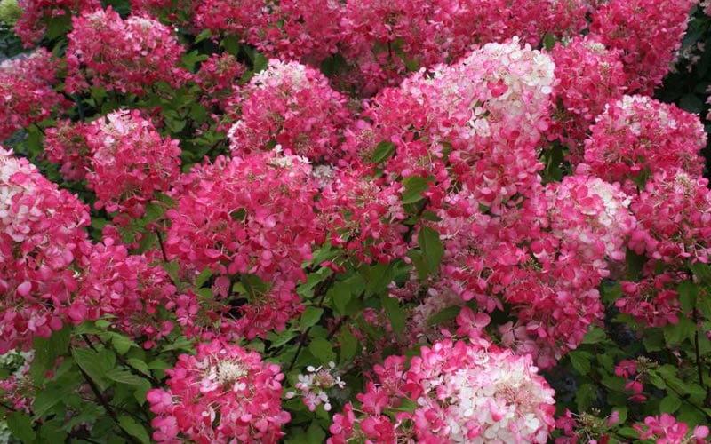  Diamond Rouge Hydrangea - 3 Gallon Pot