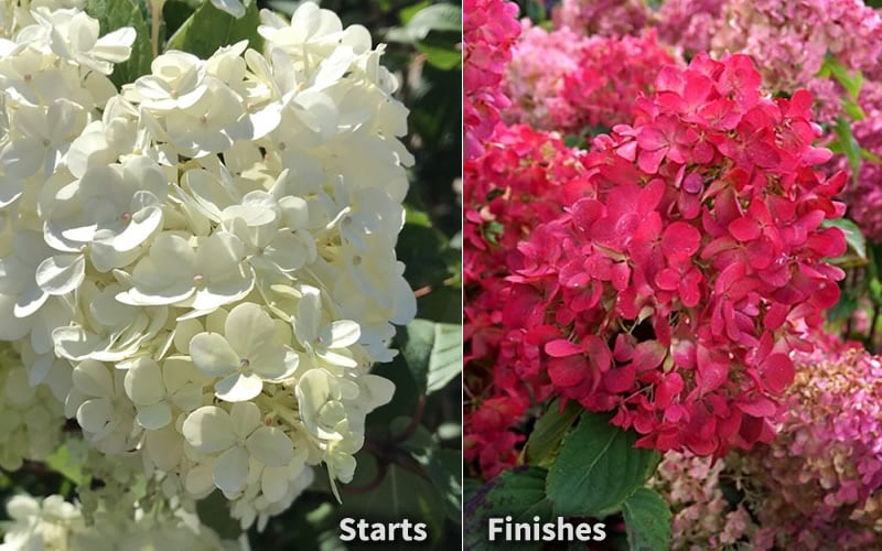  Diamond Rouge Hydrangea - 3 Gallon Pot