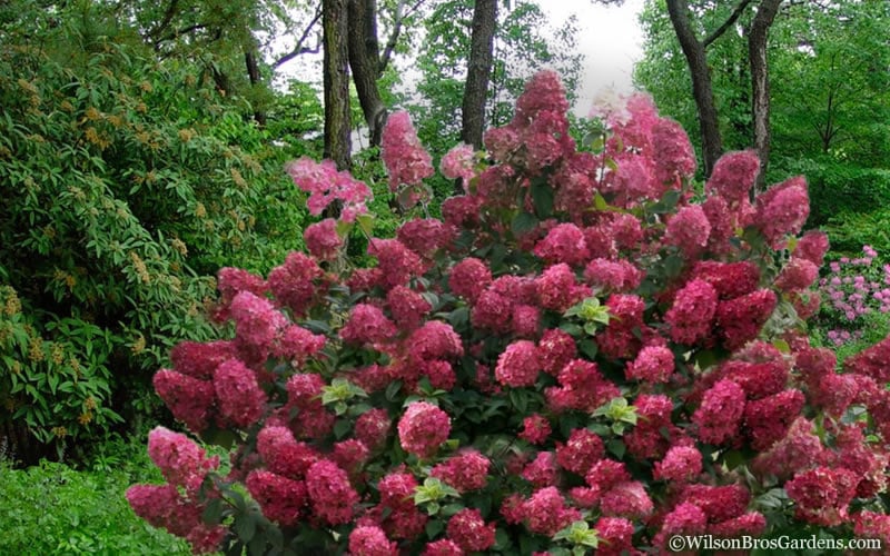  Diamond Rouge Hydrangea - 3 Gallon Pot