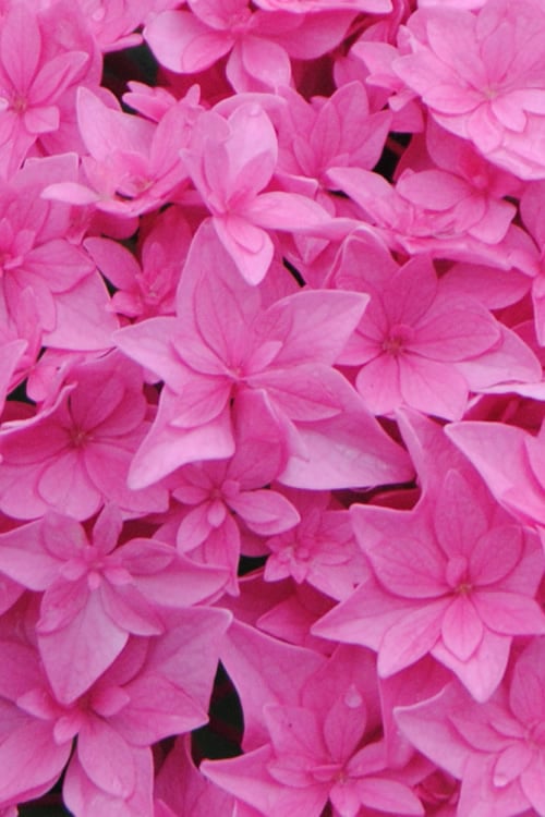  Double Delights Perfection Hydrangea - 2 Gallon Pot