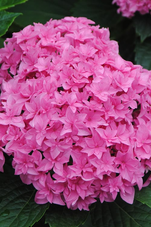  Double Delights Perfection Hydrangea - 2 Gallon Pot
