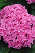  Double Delights Perfection Hydrangea - 2 Gallon Pot