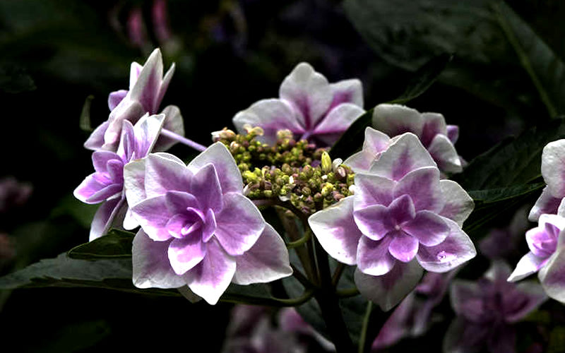  Double Delights Stargazer Hydrangea - 1 Gallon Pot