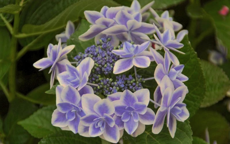  Double Delights Stargazer Hydrangea - 1 Gallon Pot