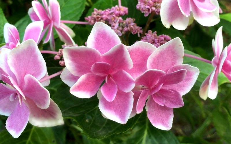  Double Delights Stargazer Hydrangea - 1 Gallon Pot