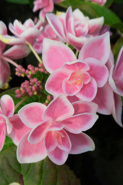  Double Delights Stargazer Hydrangea - 1 Gallon Pot