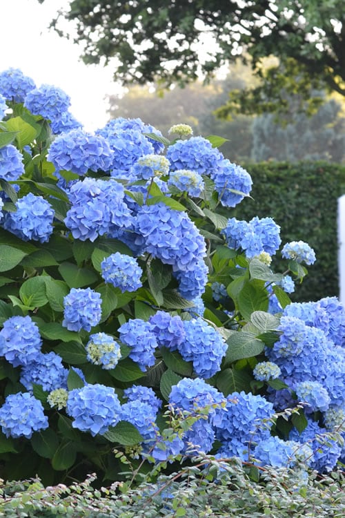  Endless Summer Hydrangea Original - 3 Gallon Pot
