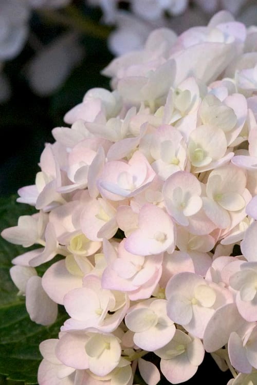  Blushing Bride Endless Summer Hydrangea - 2 Gallon Pot