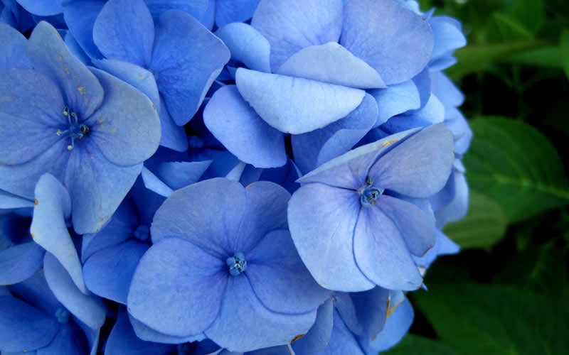  Endless Summer Hydrangea Original - 3 Gallon Pot