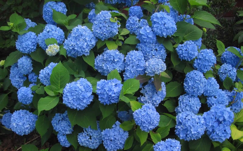  Endless Summer Hydrangea Original - 7 Gallon Pot