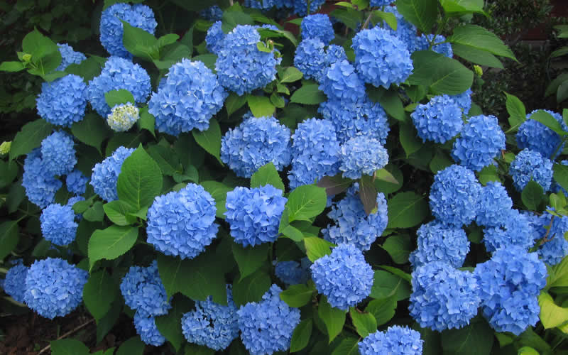  Endless Summer Hydrangea Original - 7 Gallon Pot