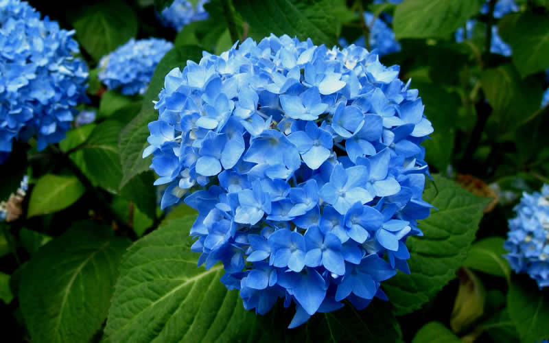  Endless Summer Hydrangea Original - 7 Gallon Pot