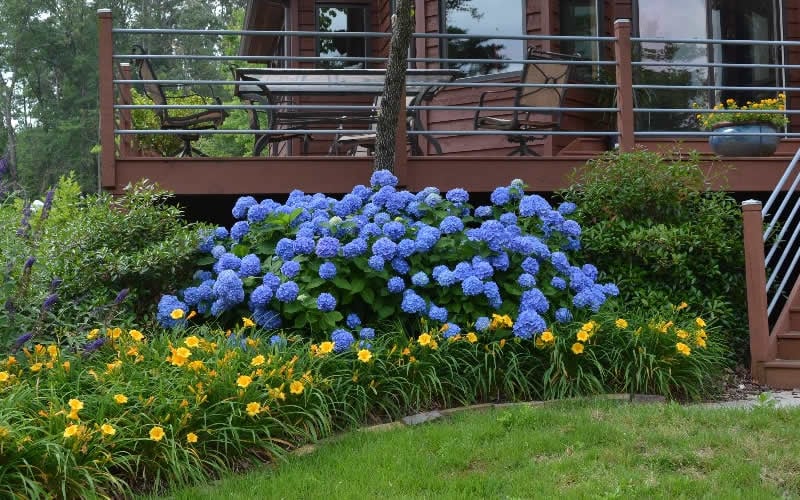  Endless Summer Hydrangea Original - 7 Gallon Pot