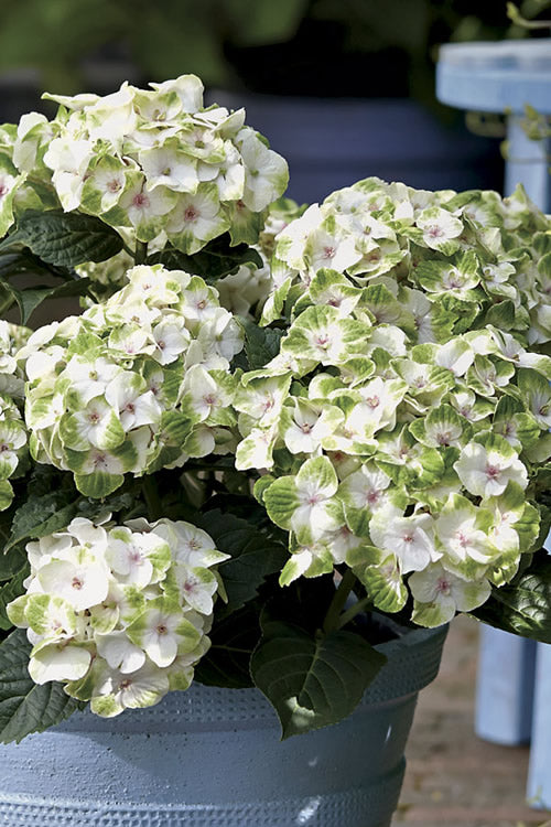  Everlasting Noblesse Hydrangea - 3 Gallon Pot