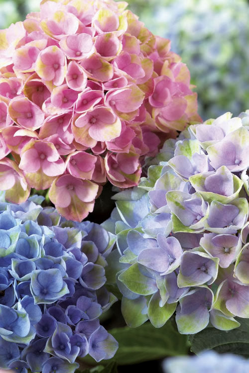  Everlasting Revolution Hydrangea - 1 Gallon Pot