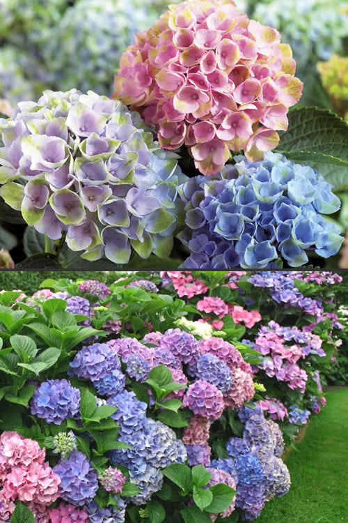  Everlasting Revolution Hydrangea - 1 Gallon Pot