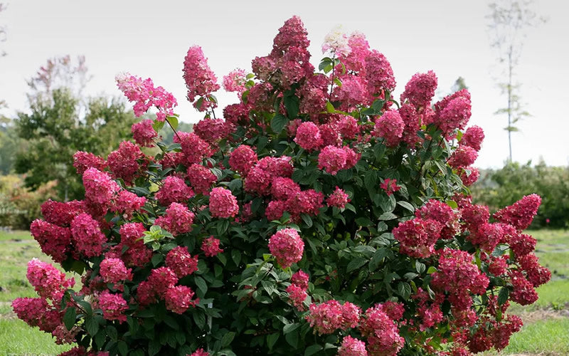  Fire Light Hydrangea - 3 Gallon Pot