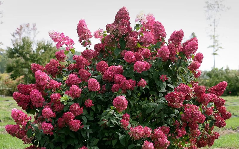  Fire Light Hydrangea - 3 Gallon Pot
