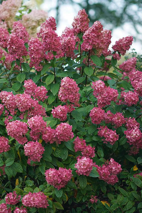 Fire Light Hydrangea - 3 Gallon Pot