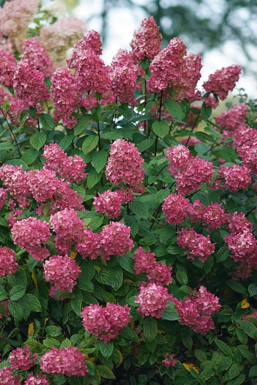  Fire Light Hydrangea - 3 Gallon Pot