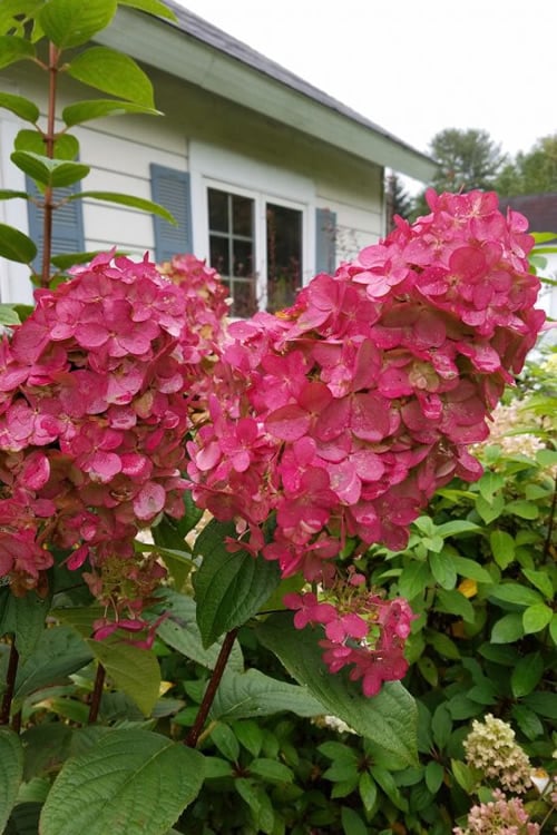  Fire Light Hydrangea - 3 Gallon Pot