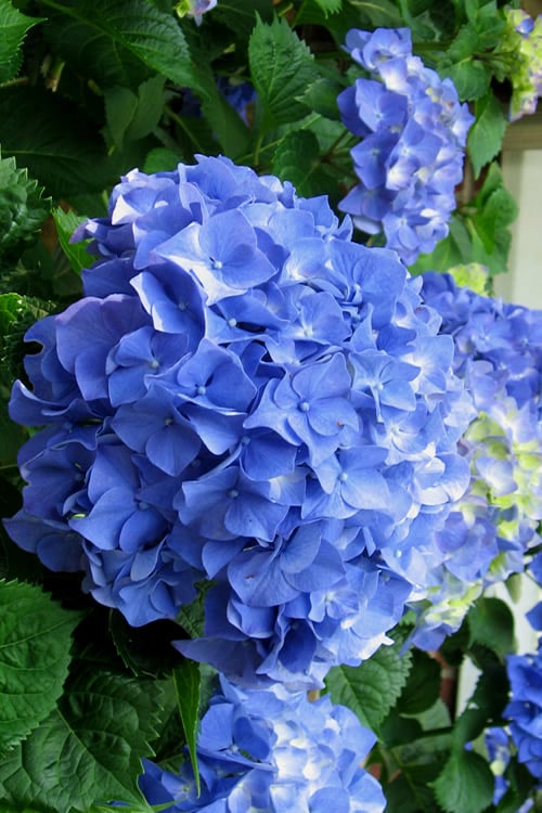  Glory Blue Hydrangea - 3 Gallon Pot