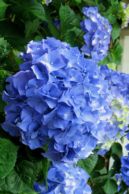  Glory Blue Hydrangea - 3 Gallon Pot