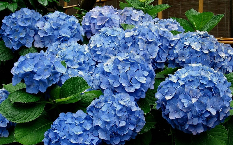  Glory Blue Hydrangea - 1 Gallon Pot