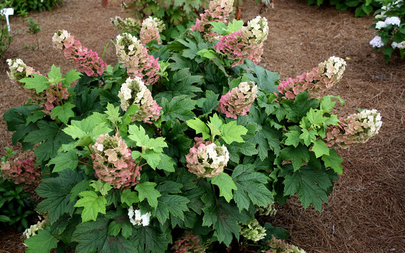  Jetstream Oakleaf Hydrangea - 3 Gallon Pot
