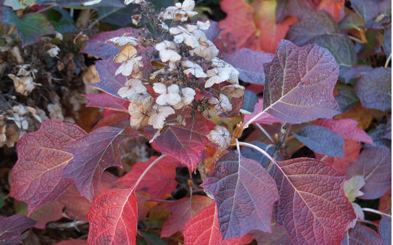  Jetstream Oakleaf Hydrangea - 3 Gallon Pot