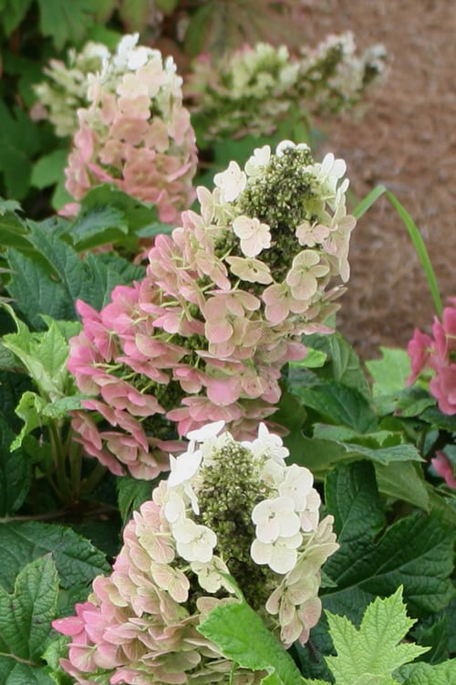  Jetstream Oakleaf Hydrangea - 3 Gallon Pot