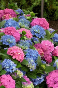  L.A. Dreamin Hydrangea - 3 Gallon Pot