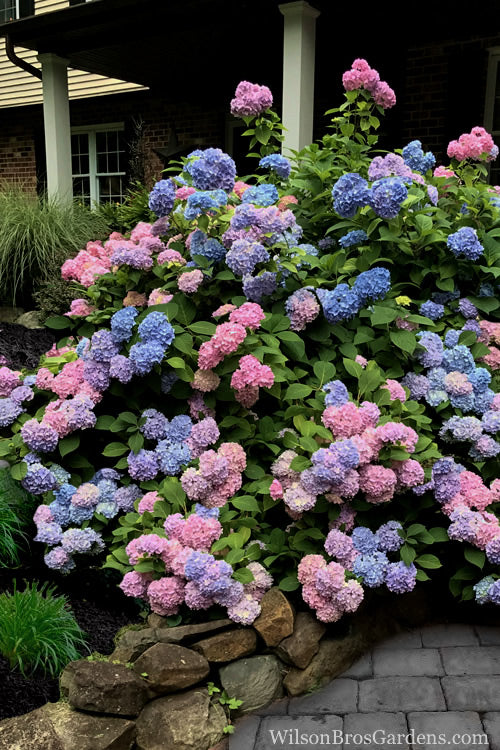 L.A. Dreamin Hydrangea - 1 Gallon Pot
