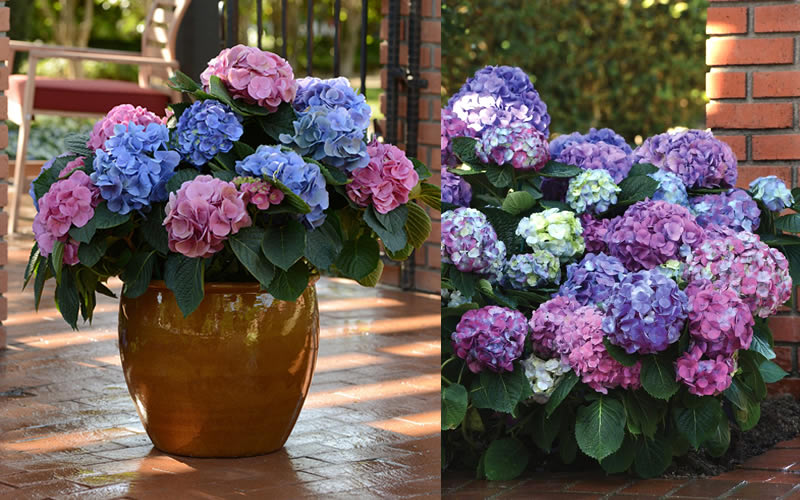  L.A. Dreamin' Hydrangea - 2 Gallon Pot