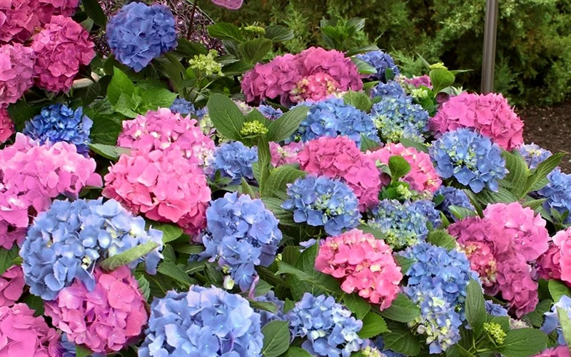  L.A. Dreamin Hydrangea - 1 Gallon Pot