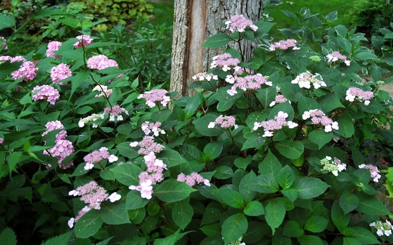  Lady In Red Hydrangea - 3 Gallon Pot