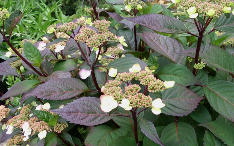  Lady In Red Hydrangea - 3 Gallon Pot