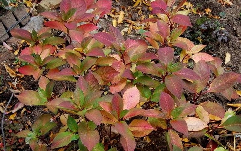  Lady In Red Hydrangea - 3 Gallon Pot
