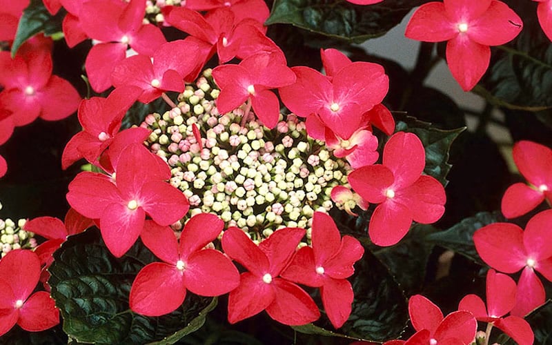  Lady In Red Hydrangea - 3 Gallon Pot