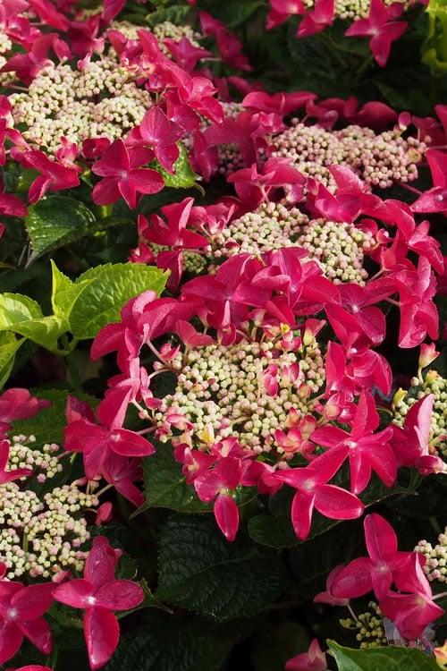  Lady In Red Hydrangea - 3 Gallon Pot
