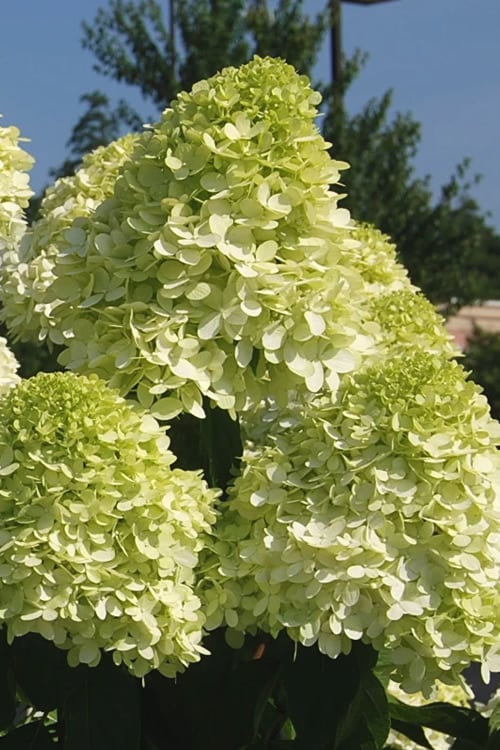  Limelight PeeGee Hydrangea - 2.5 Gallon Pot