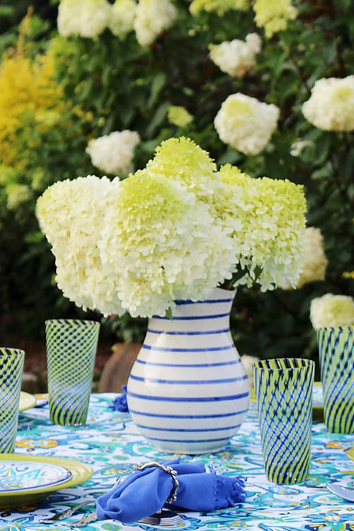  Limelight PeeGee Hydrangea - 3 Gallon Pot
