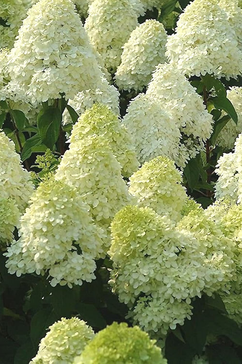  Limelight PeeGee Hydrangea - 3 Gallon Pot