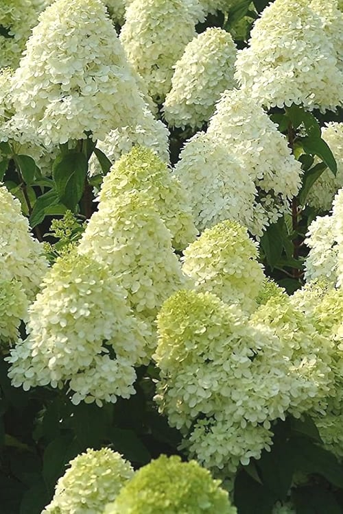  Limelight PeeGee Hydrangea - 3 Gallon Pot