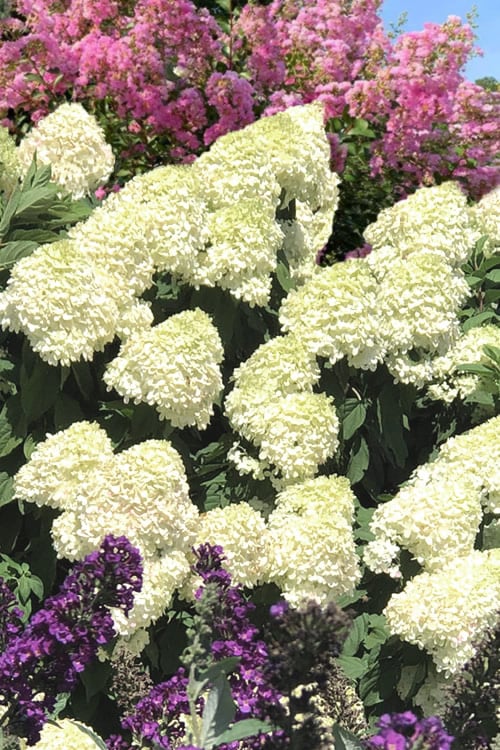  Limelight PeeGee Hydrangea - 3 Gallon Pot