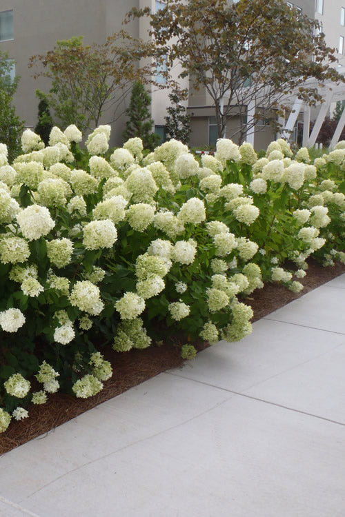  Limelight PeeGee Hydrangea - 1 Gallon Pot