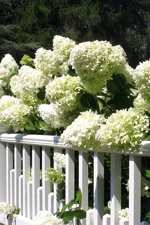  Limelight PeeGee Hydrangea - 6 Pack Of 1 Gallon Pots